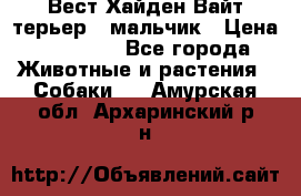 Вест Хайден Вайт терьер - мальчик › Цена ­ 35 000 - Все города Животные и растения » Собаки   . Амурская обл.,Архаринский р-н